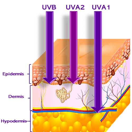 UVB, UVA1 and UVA2 penetrating skin
