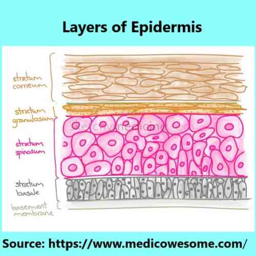layers of epidermis