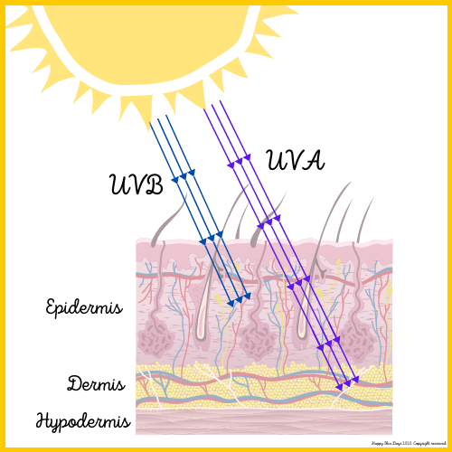 UVB and UVA penetrating layers of the skin