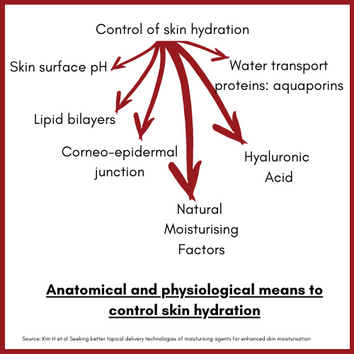Factors that control skin hydration