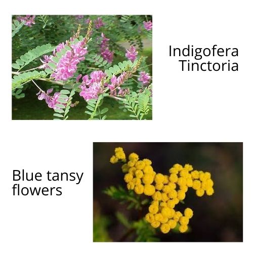 Indigofera Tinctoria or Neel or Sahara Indigo is used as a natural dye and in skincare its supposed to be used as a skin lightener.